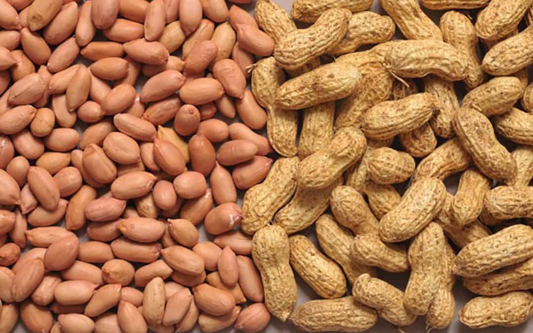 Groundnut