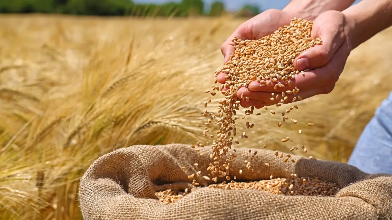 Wheat